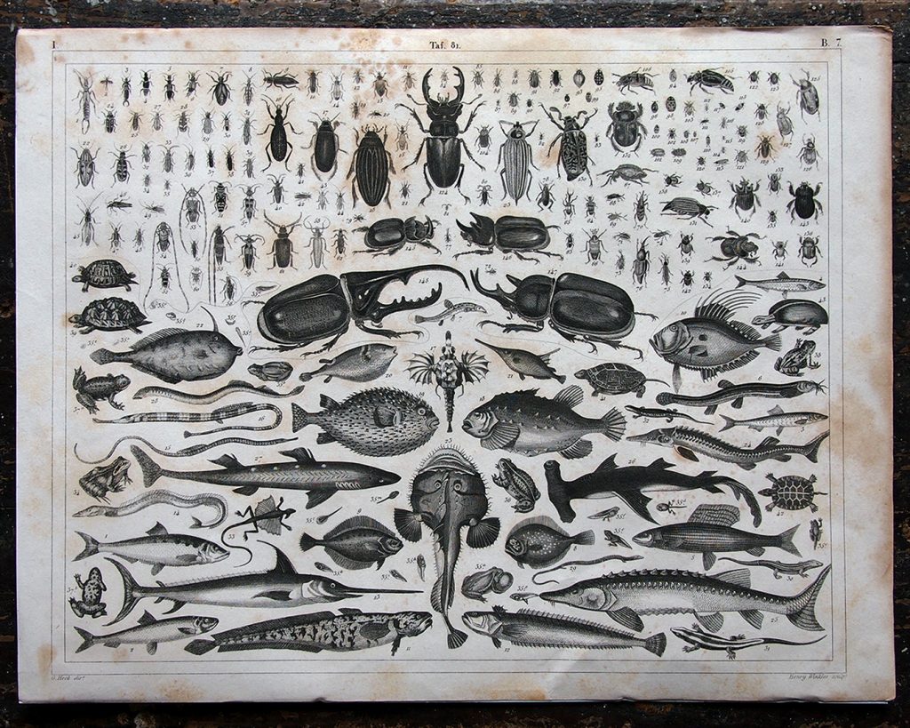 Paper Fish Insect ILLUSTRATION OF FISH, INSECT, AND OTHER - THINGS 'N' THANKS